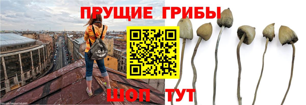 Южноуральск  Галлюциногенные грибы ЛСД  Псилоцибиновые грибы прущие грибы  Вход с VPN 